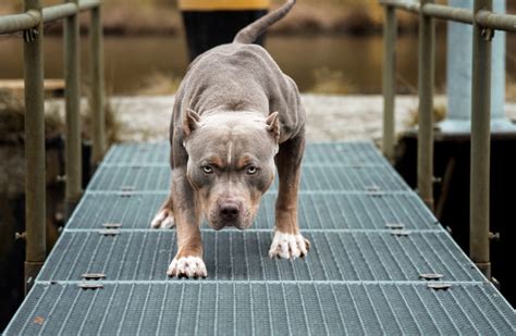 Pit bull attorneys oklahoma city. Things To Know About Pit bull attorneys oklahoma city. 